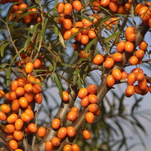 Hippophae Rhamnoides L.