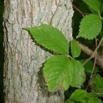 Ulmus campestris L.