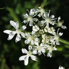 Heracleum sphondylium L.