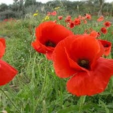 Papaver rhoeas L.