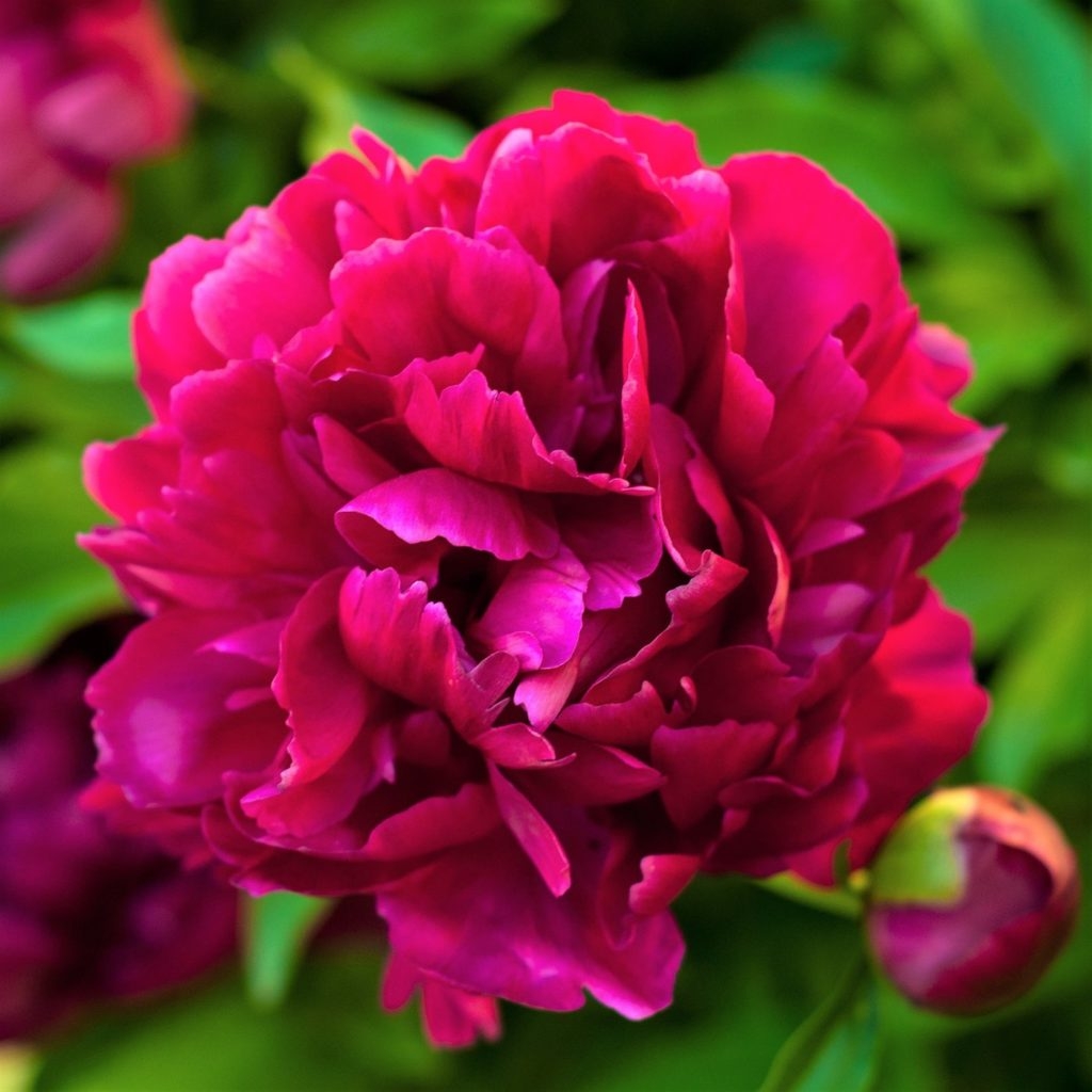 Paeonia officinalis L.