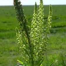 Reseda luteola L.