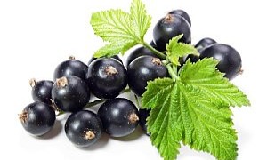 ribes nero foglie