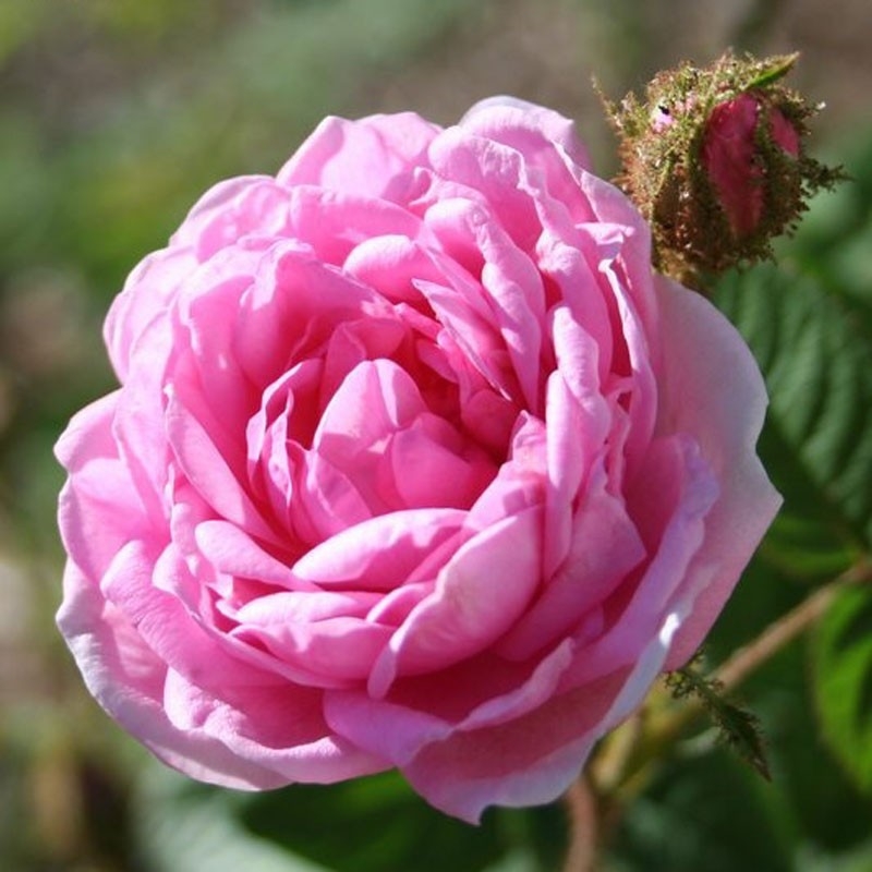 Rosa centifolia L.