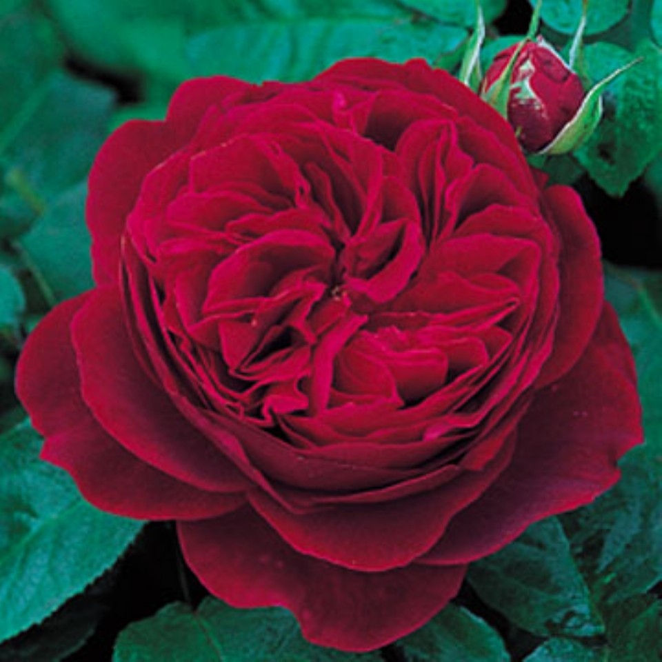 Rosa centifolia L. red