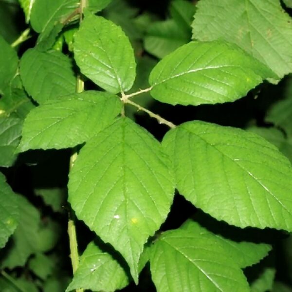 Rubus fruticosus L.