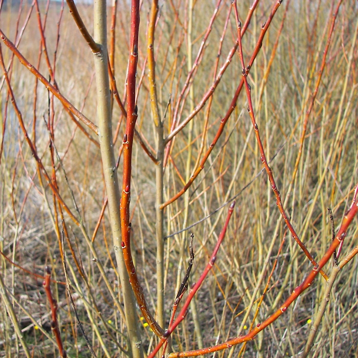 Salix purpurea L. bark