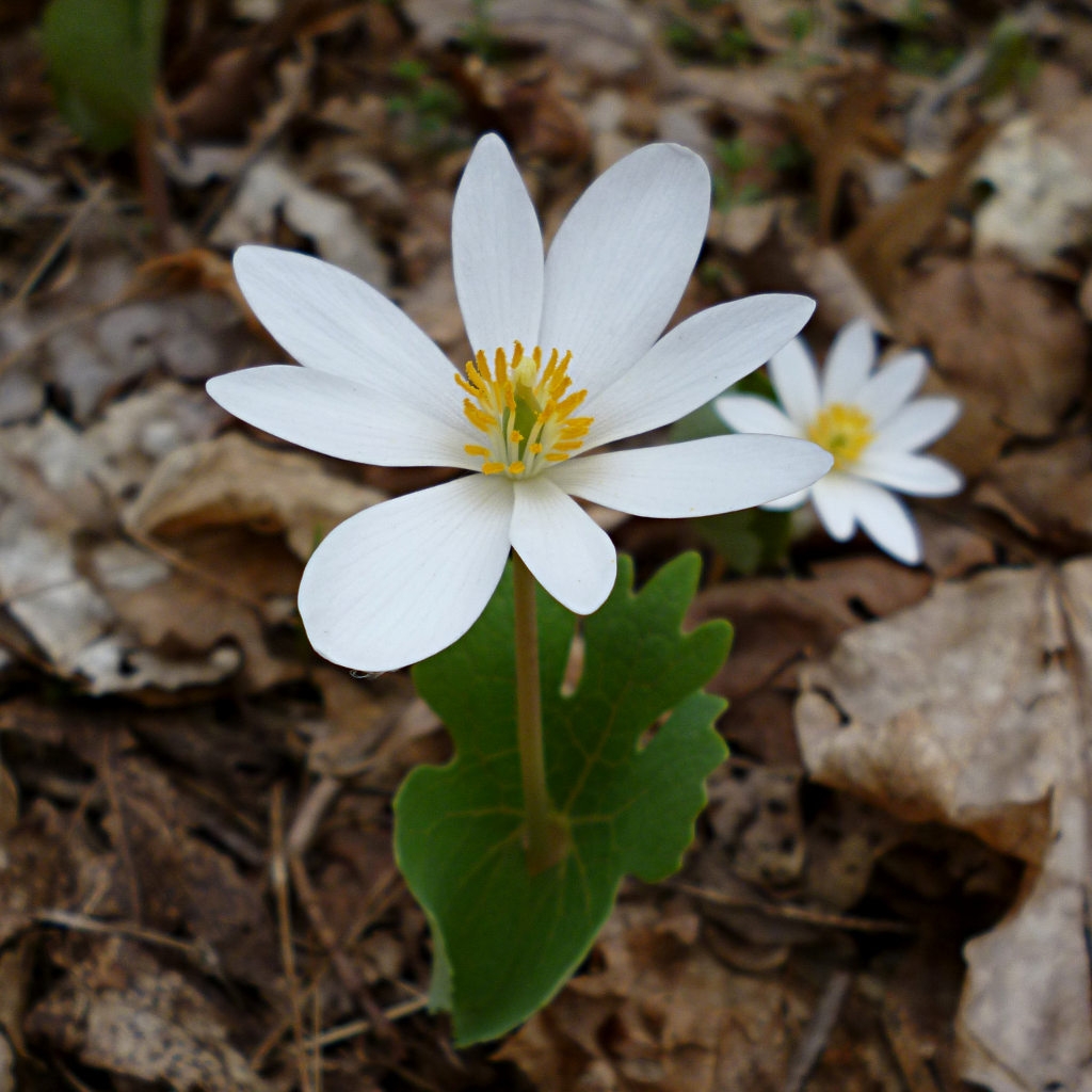 Sanguinaria canadensis L.