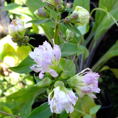 Saponaria officinalis L.