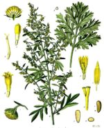 Artemisia volgare erba con fiori taglio tisana (Assenzio selvatico)