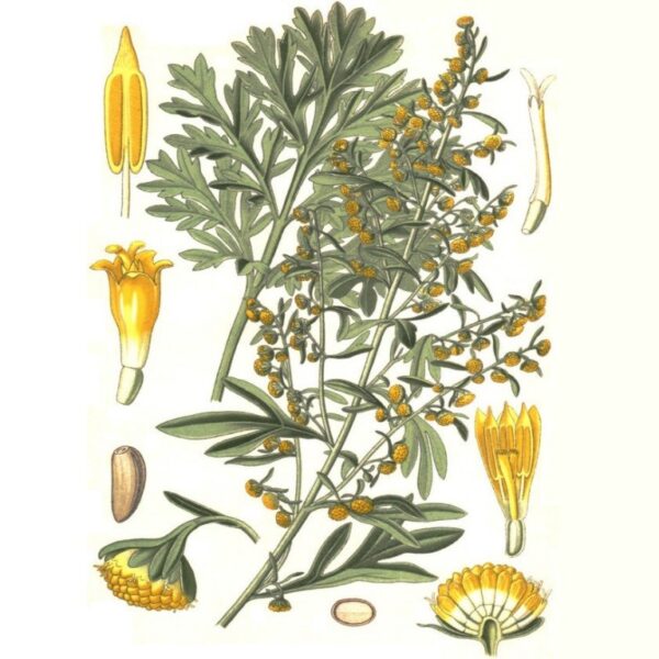 Assenzio romano erba con fiori taglio tisana