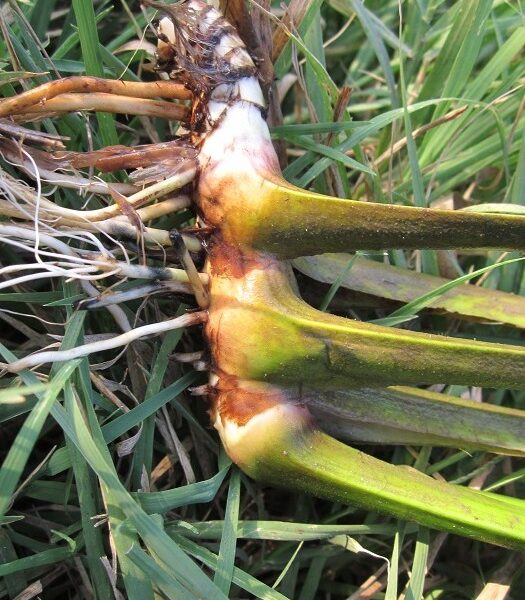 Calamo aromatico rizoma naturale taglio tisana