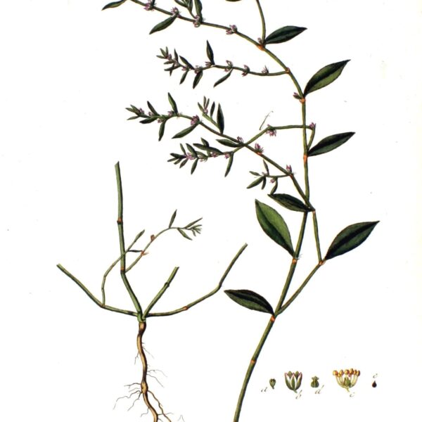 Centinodia pianta taglio tisana (Correggiola)