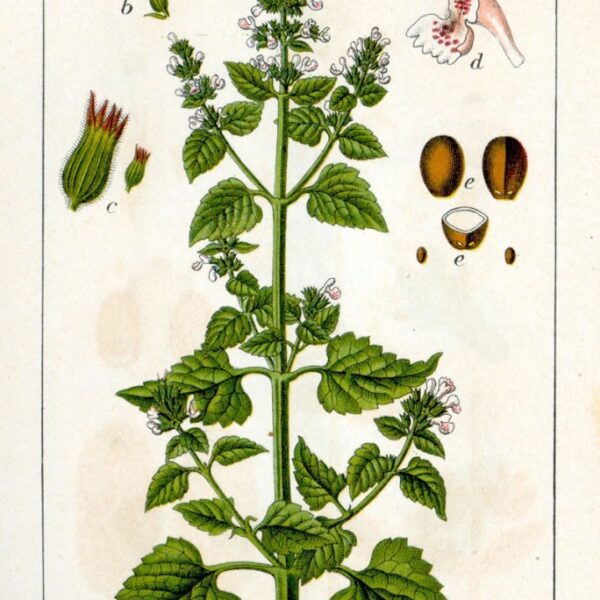 Nepeta cataria pianta taglio tisana (Gattaia)