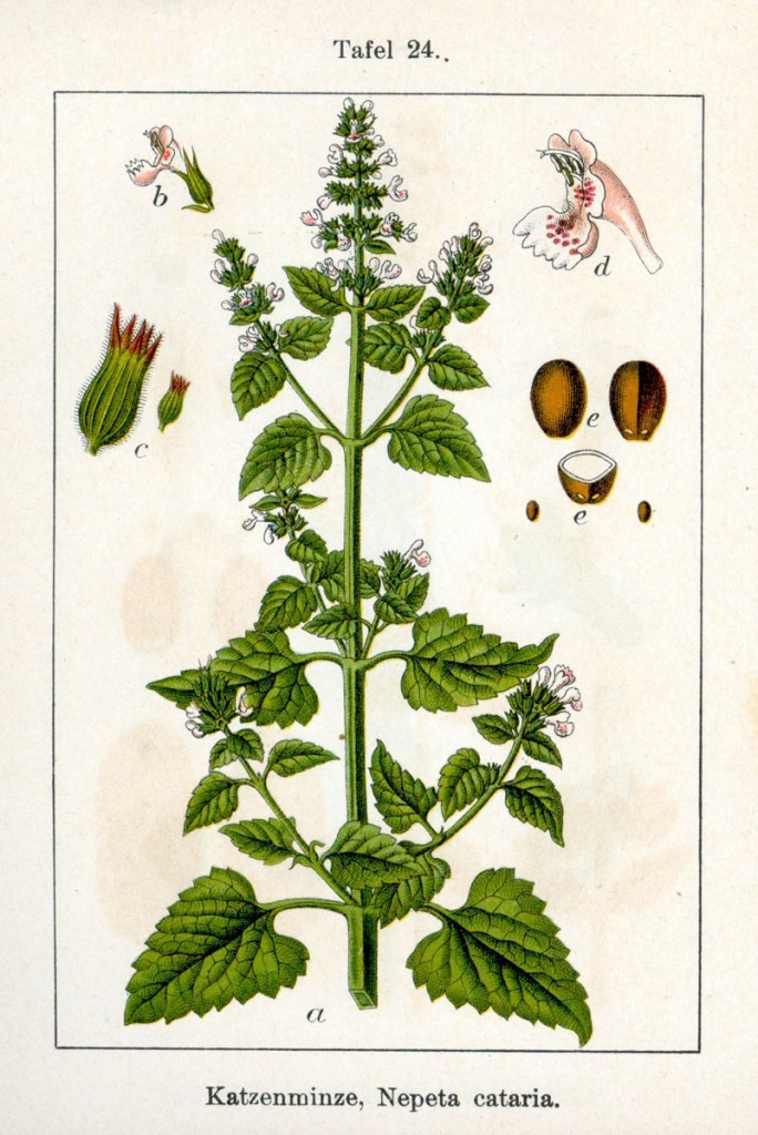 Nepeta cataria pianta taglio tisana (Gattaia)