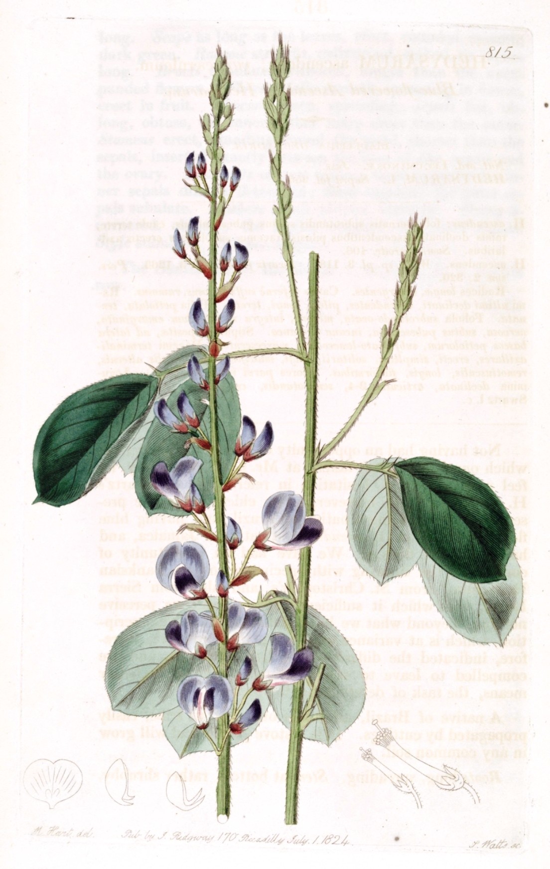 Desmodium foglie taglio tisana