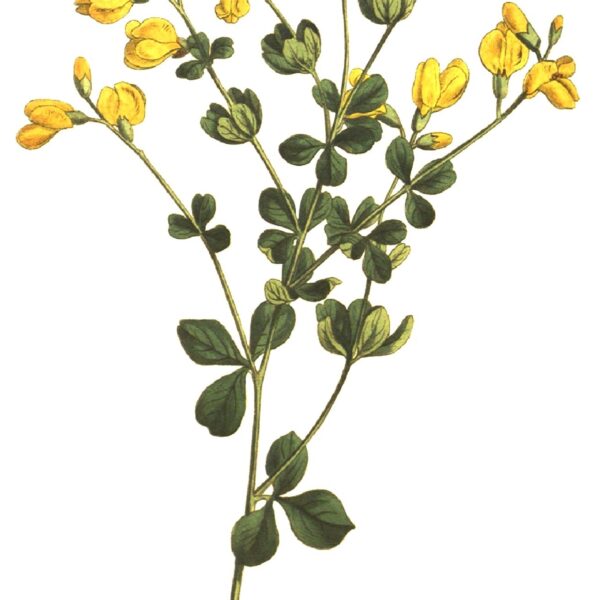 Baptisia tinctoria radice polvere