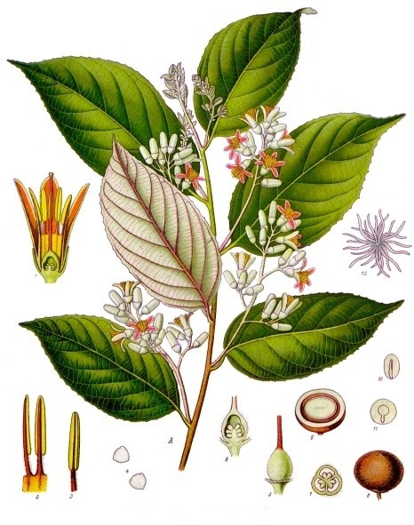 Benzoino Sumatra resina lacrima