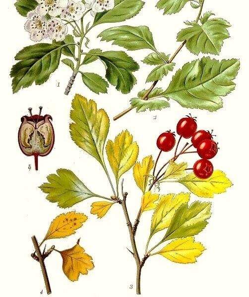 Biancospino bacche