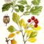 Biancospino bacche