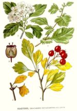 Biancospino fiori e foglie taglio tisana
