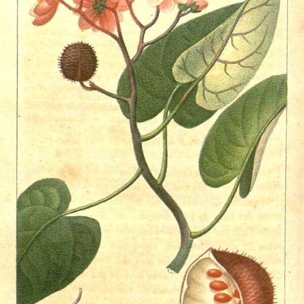 Bixa orellana seme (Annatto)