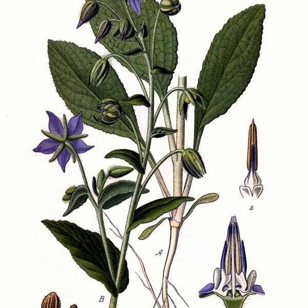 Borragine sommità fiorite taglio tisana
