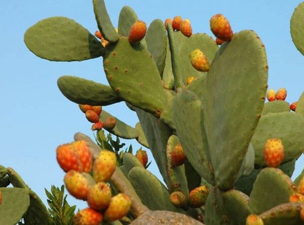 Cactus fiori interi (Fichi d'India)