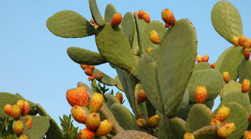 Cactus fiori interi (Fichi d'India)