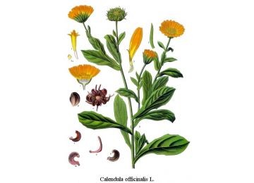 Calendula fiori interi