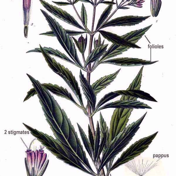 Canapa acquatica pianta taglio tisana (Eupatorio)