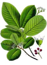 Cascara sagrada corteccia taglio tisana