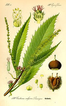 Castagno corteccia taglio tisana