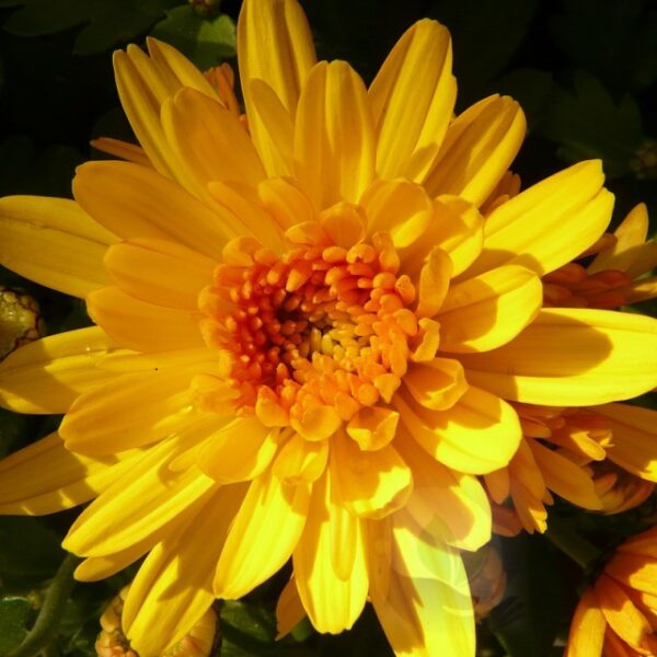 Chrysantellum americanum erba taglio tisana