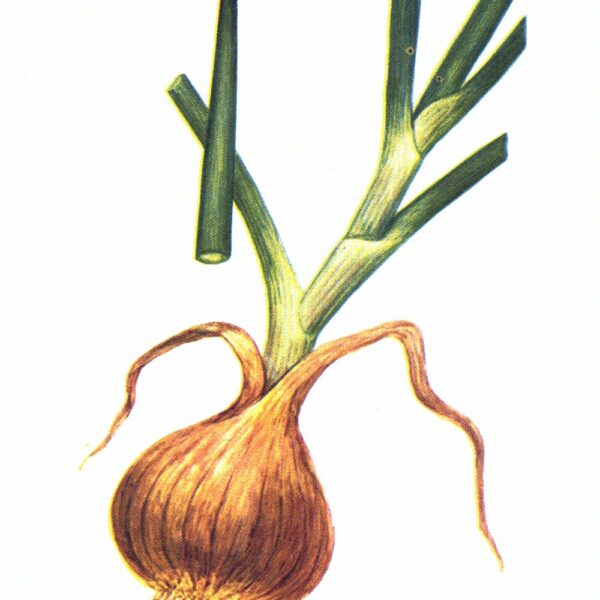 Cipolla bulbo polvere