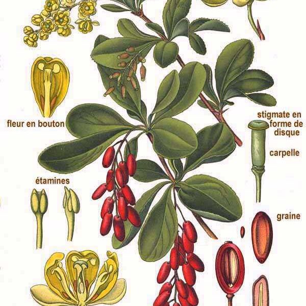 Crespino corteccia dei rami taglio tisana (Berberis)