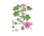 Malva fiori