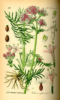 Valeriana radice Polvere