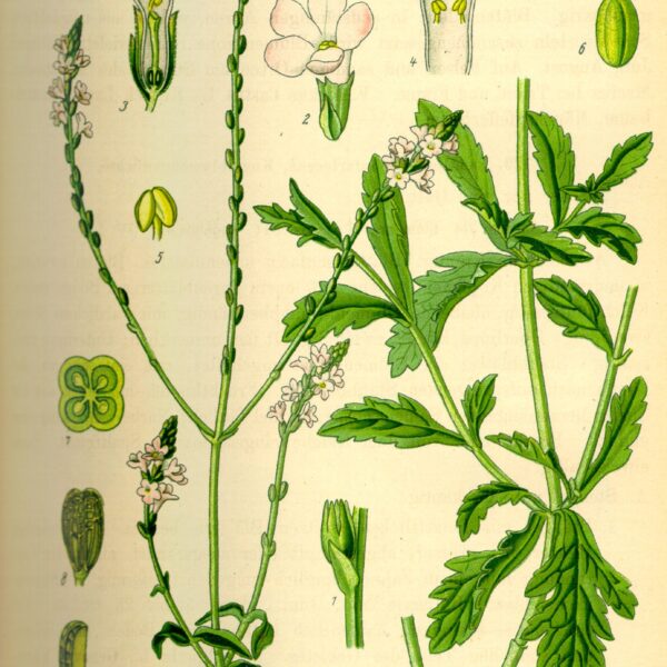 Verbena officinale erba con fiori taglio tisana