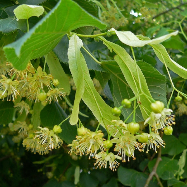 Tilia platyphyllos Scop.