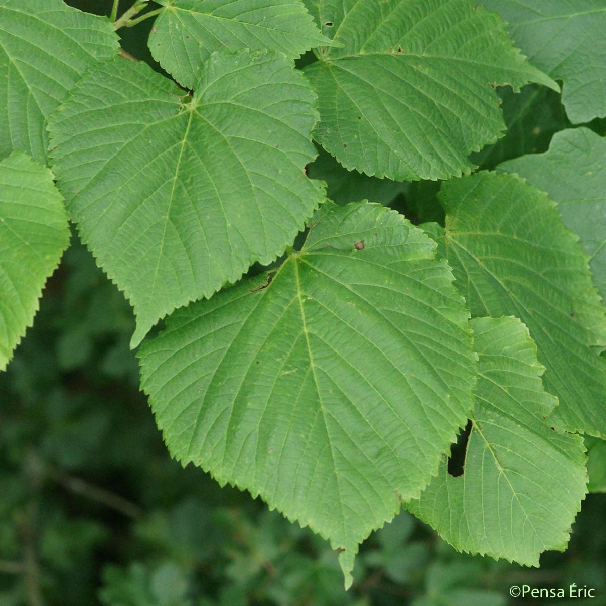 Tilia platyphyllos Scop. foglie