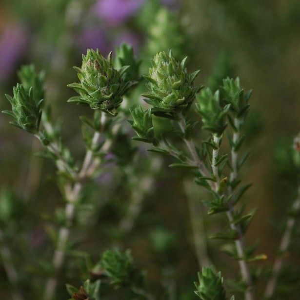 Thymus capitatus L. foglie