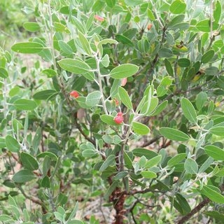 Arctostaphylos pungens L.