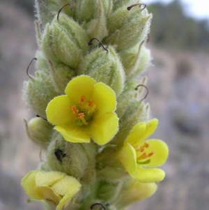 Verbasco foglie taglio tisana (Tassobarbasso)