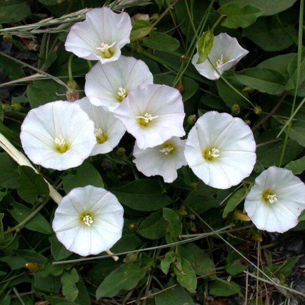Convolvulus arvensis L.