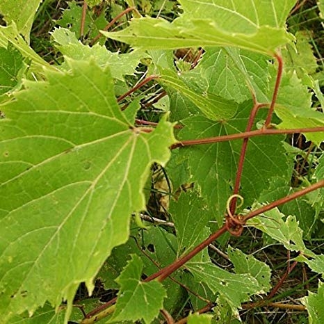 Vitis vinifera L.