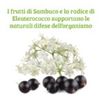 Sambuco Formula - immagine 2