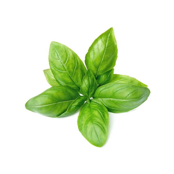Basilico